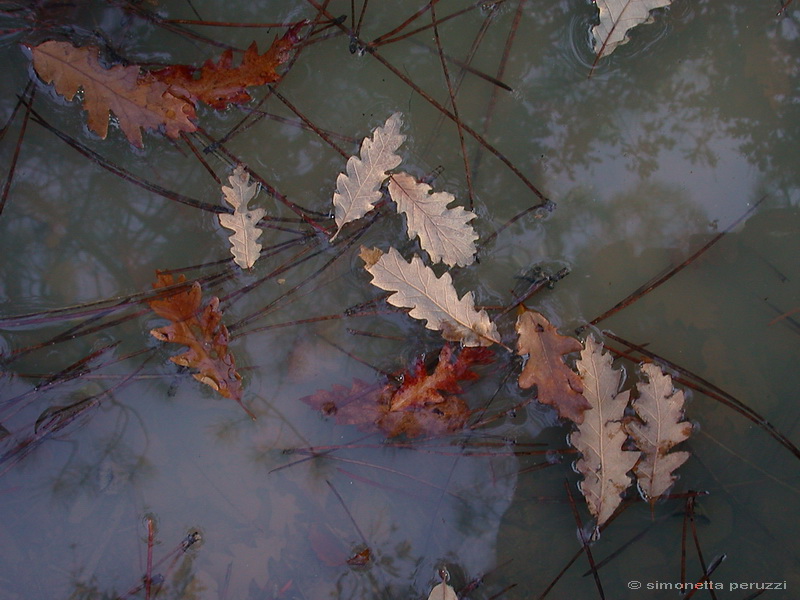Riflessi